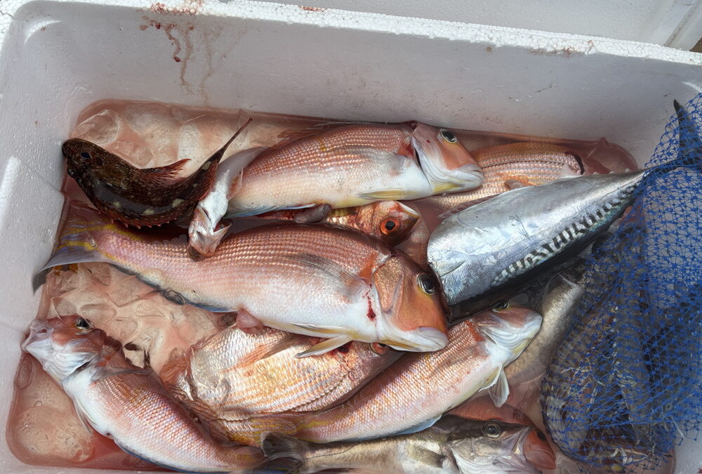 海のボート釣り　オーナー様釣果
