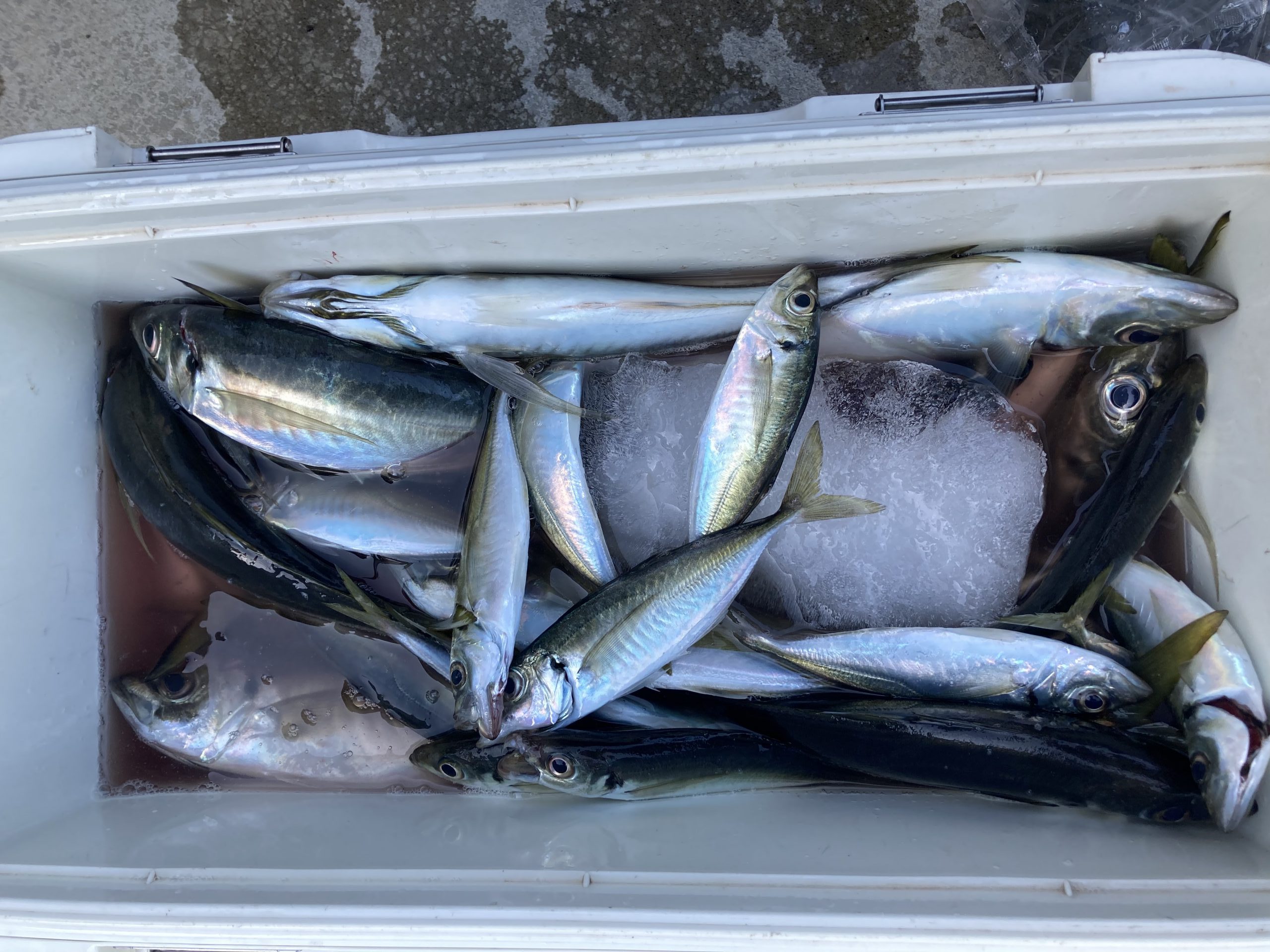 海のボート釣り　オーナー様釣果