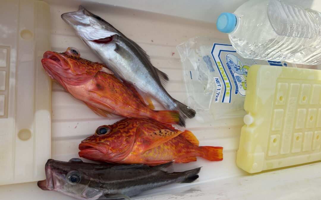 海のボート釣り　オーナー様釣果