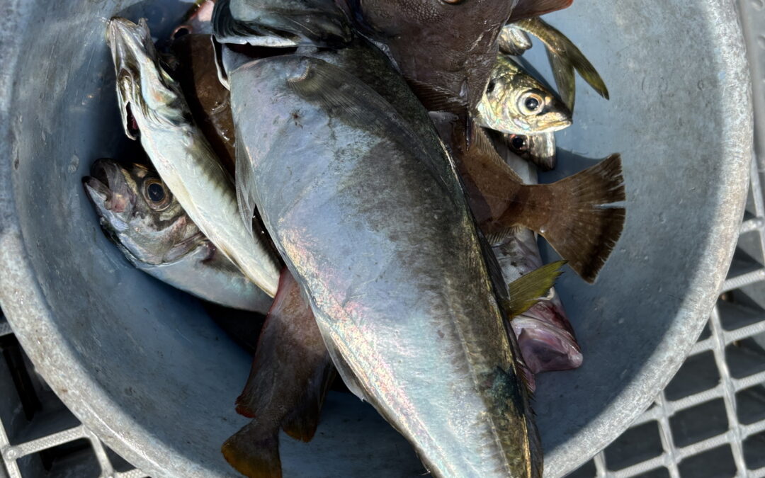 海のボート釣り　オーナー様釣果