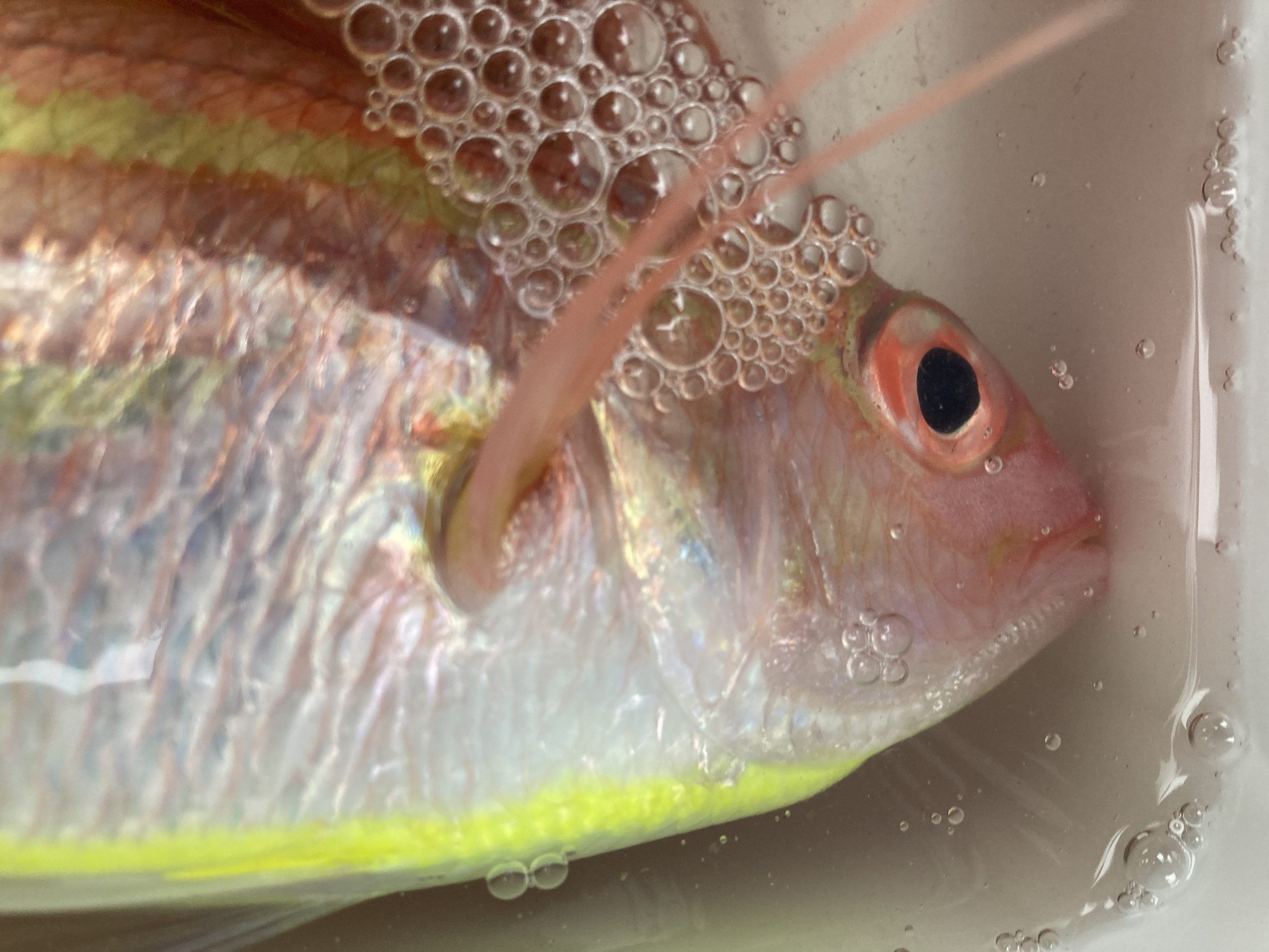 海のボート釣り　オーナー様釣果