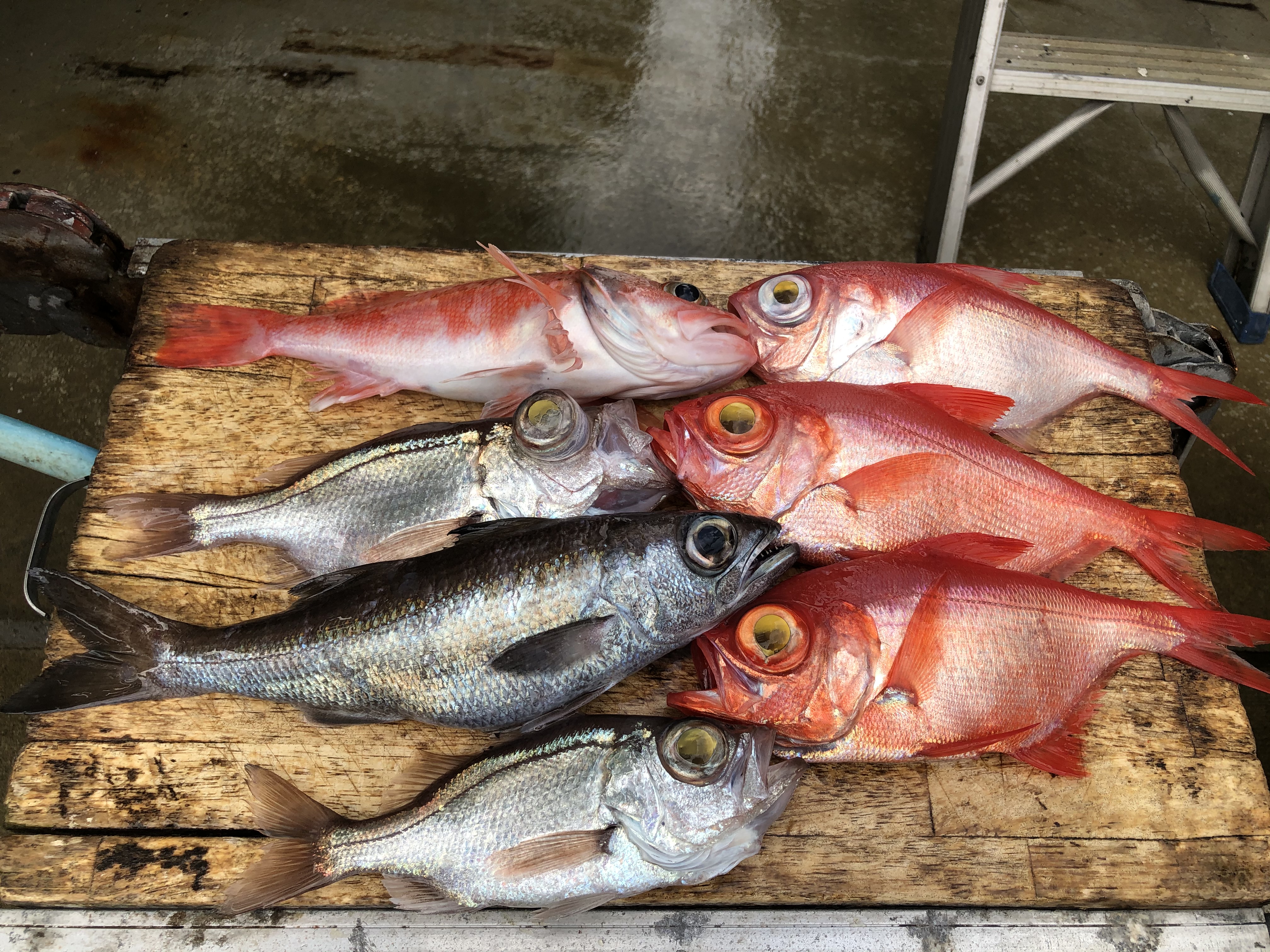 海のボート釣り　オーナー様釣果