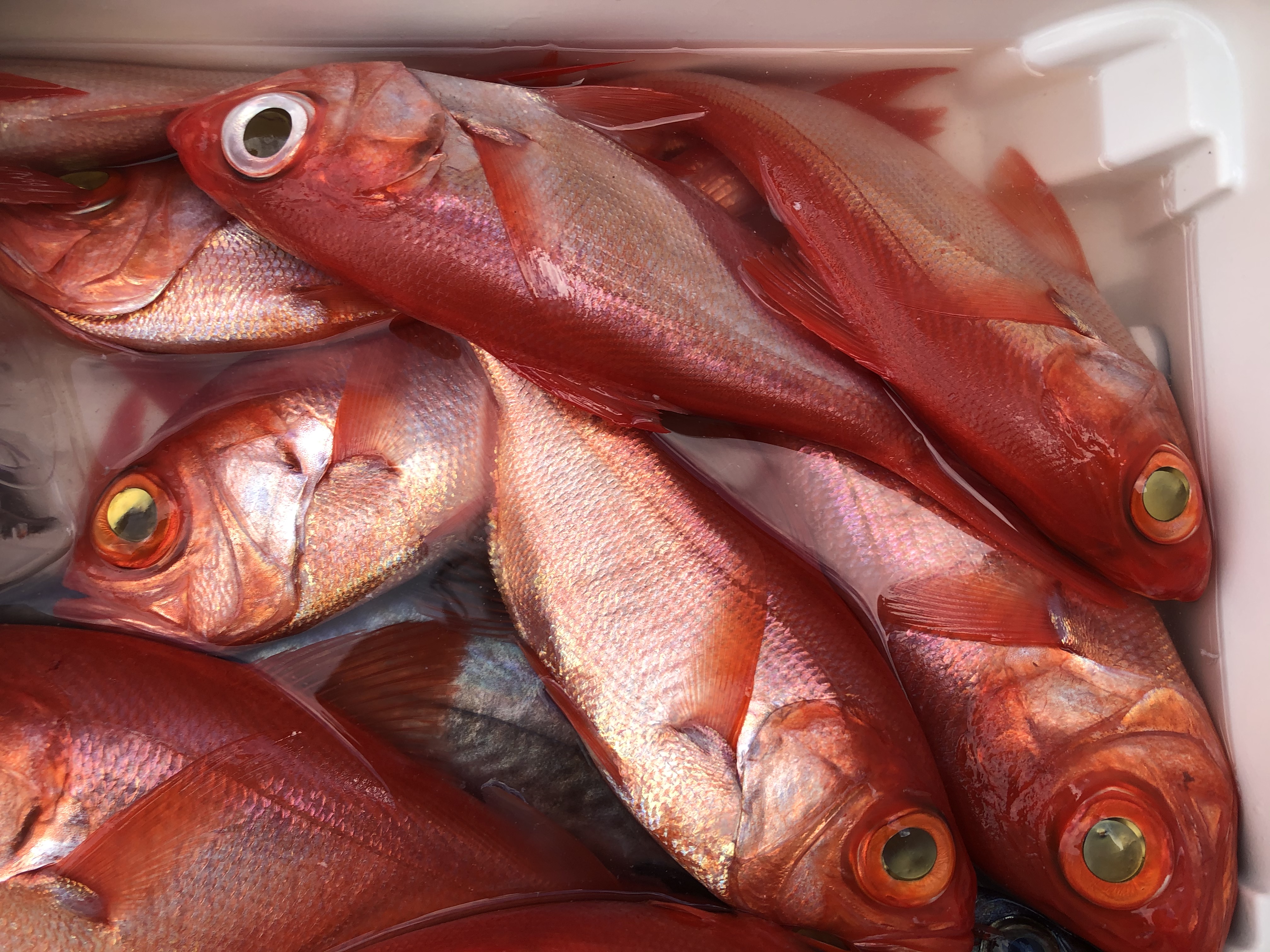 海のボート釣り　オーナー様釣果