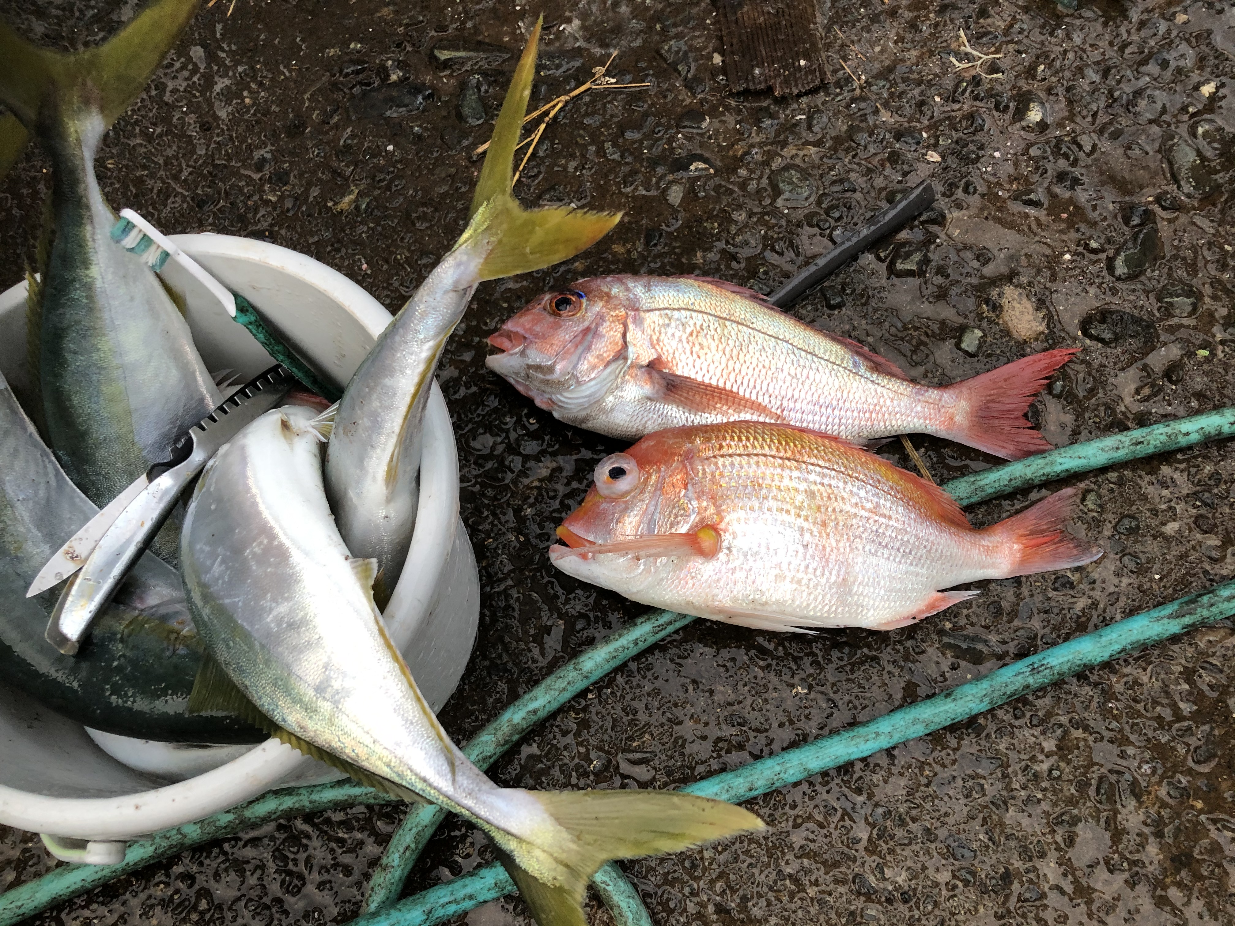 海のボート釣り　オーナー様釣果