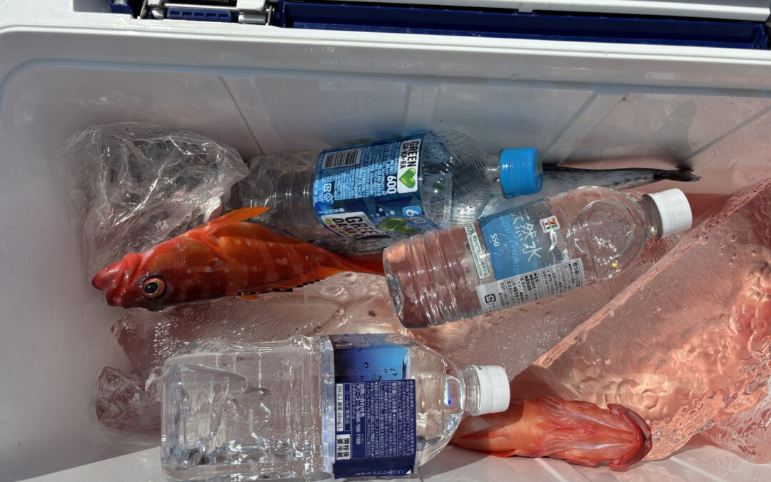 海のボート釣り　オーナー様釣果
