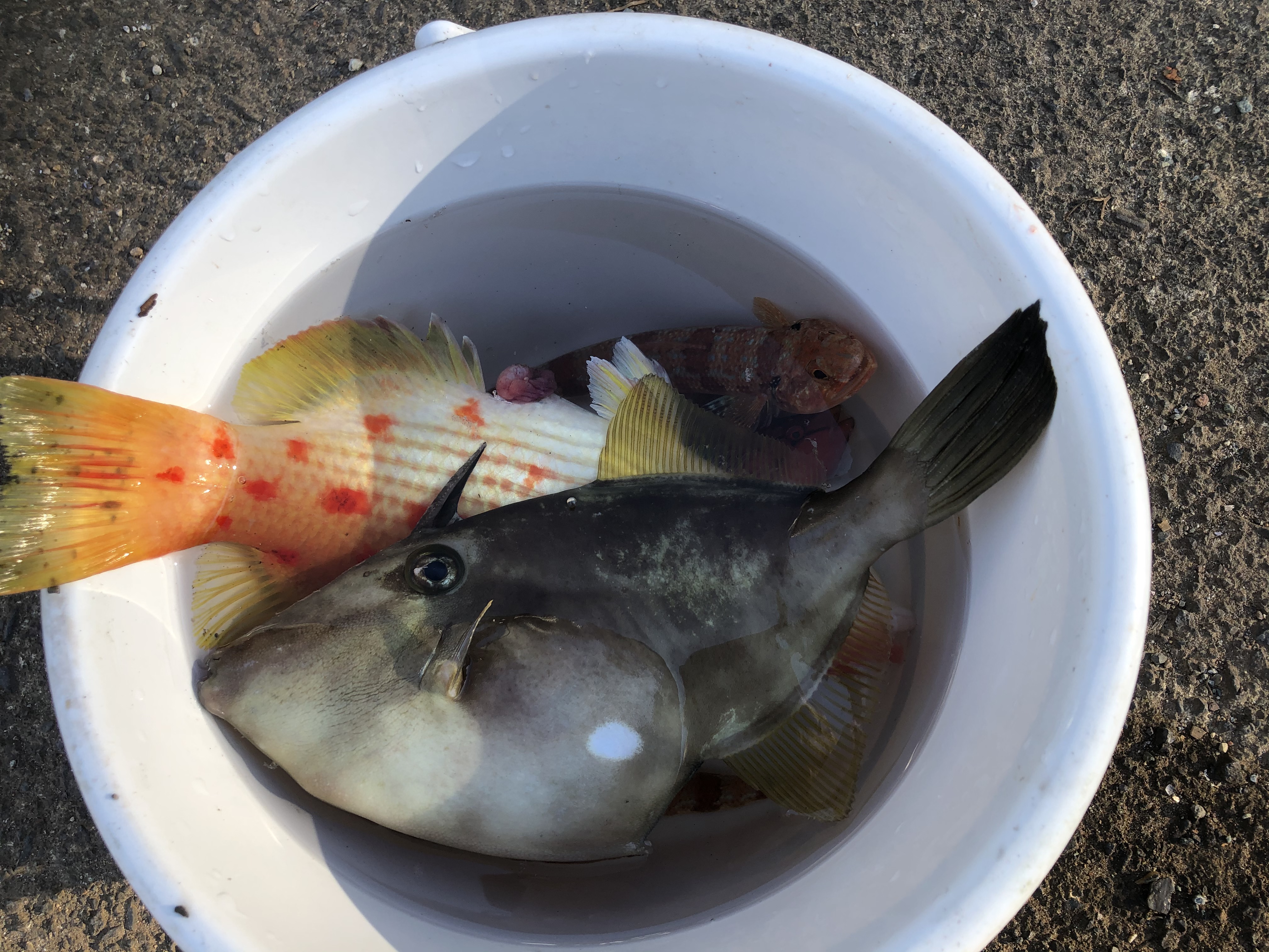海のボート釣り　オーナー様釣果
