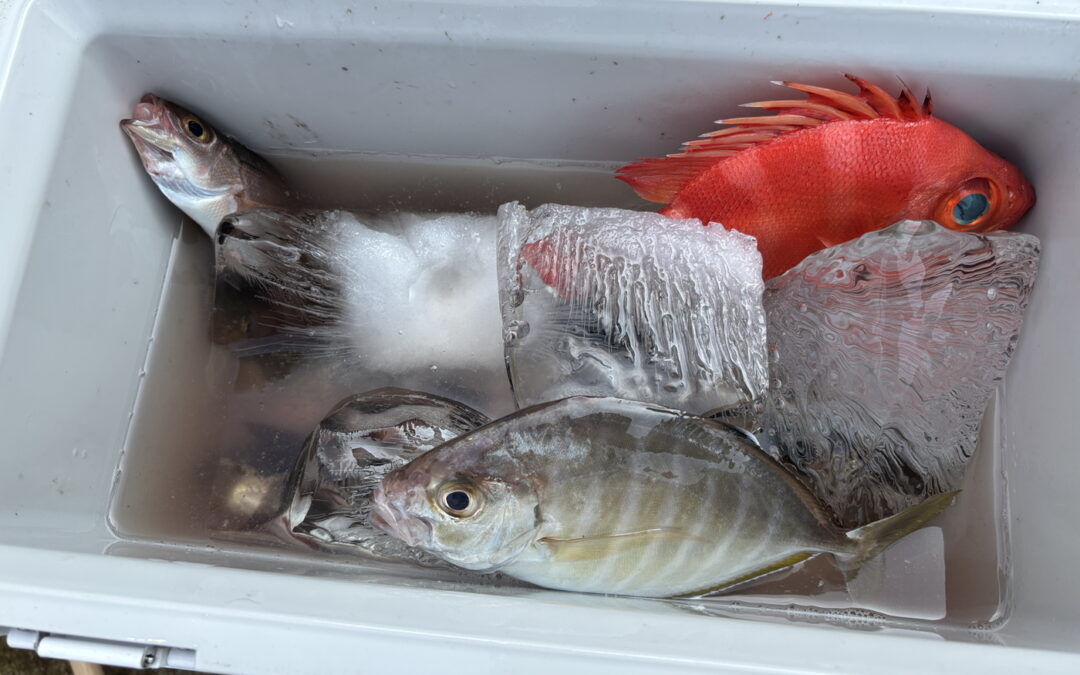 海のボート釣り　オーナー様釣果