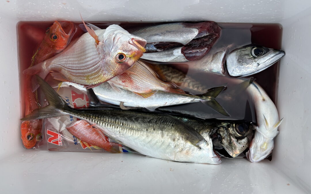 海のボート釣り　オーナー様釣果