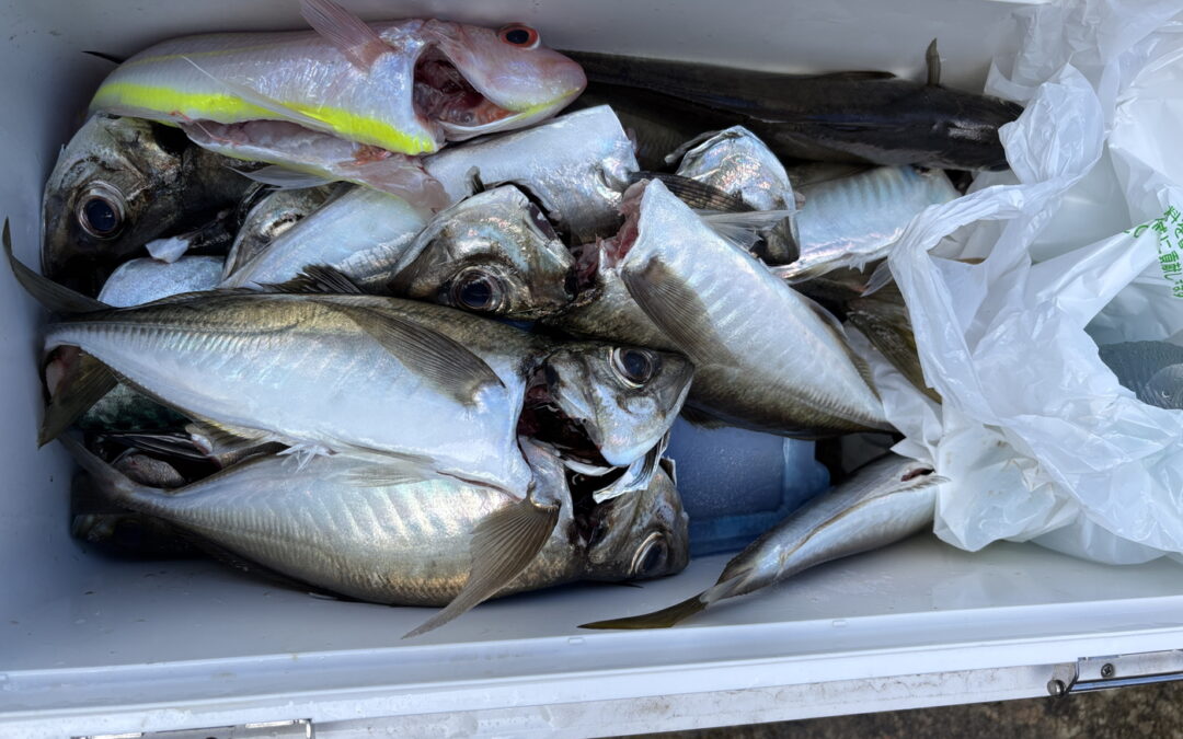 海のボート釣り　オーナー様釣果