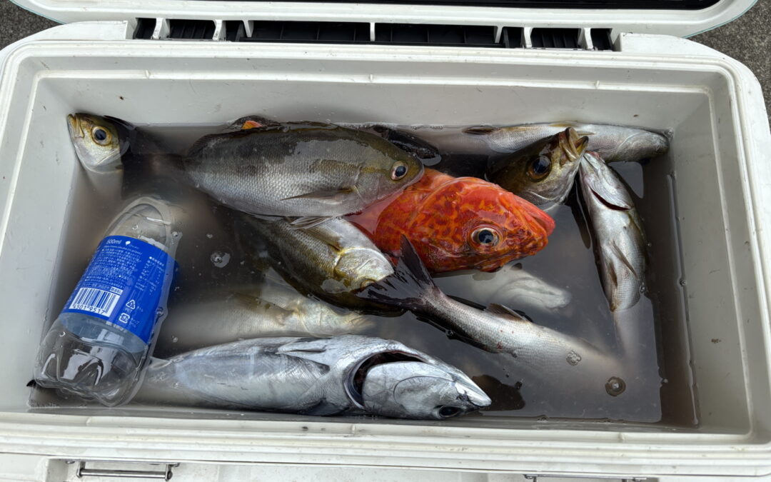 海のボート釣り　オーナー様釣果