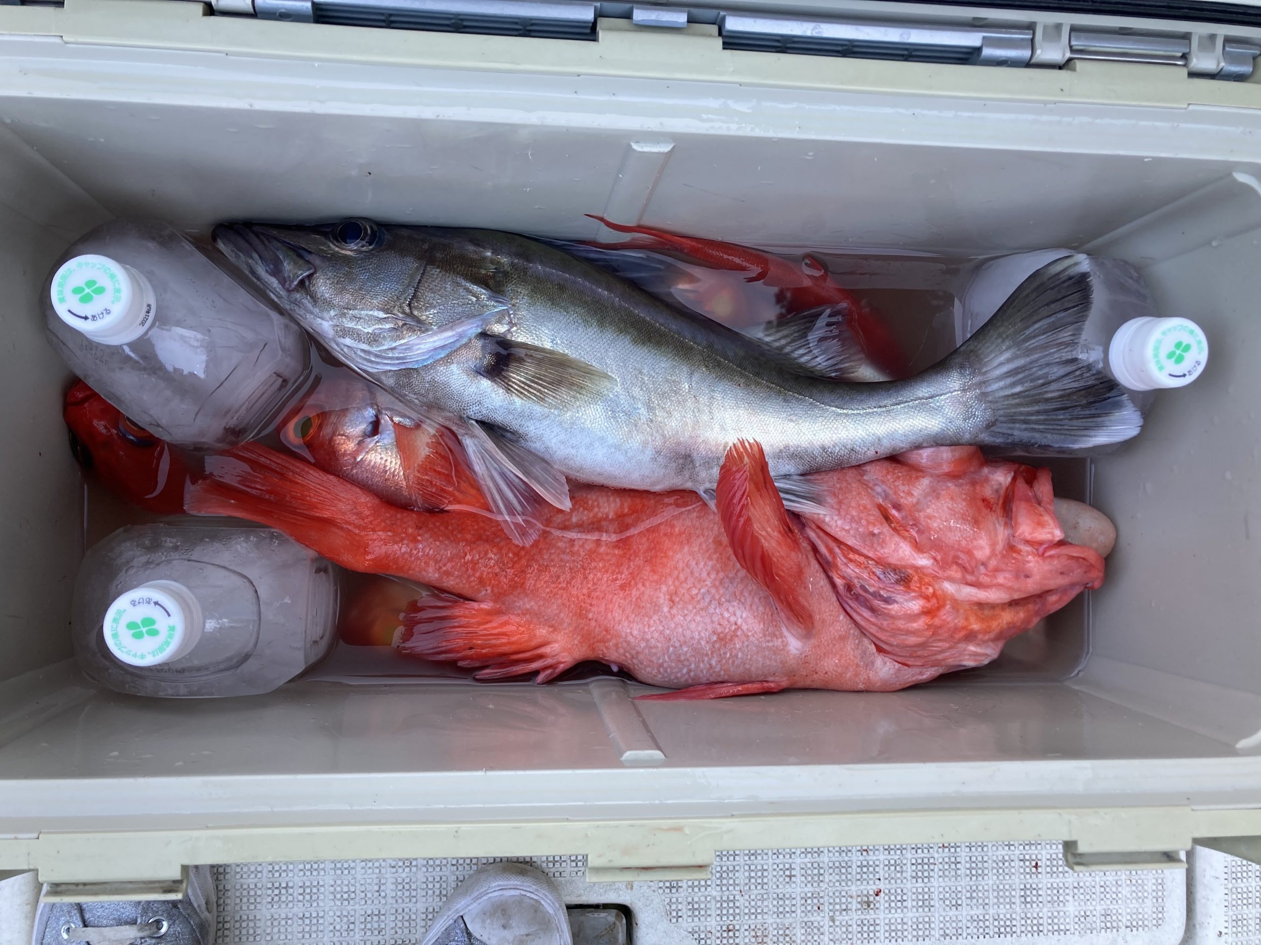 海のボート釣り　オーナー様釣果