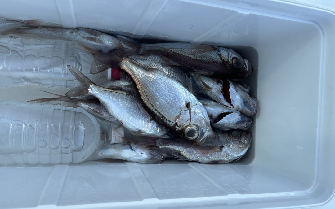 海のボート釣り　オーナー様釣果7月13日