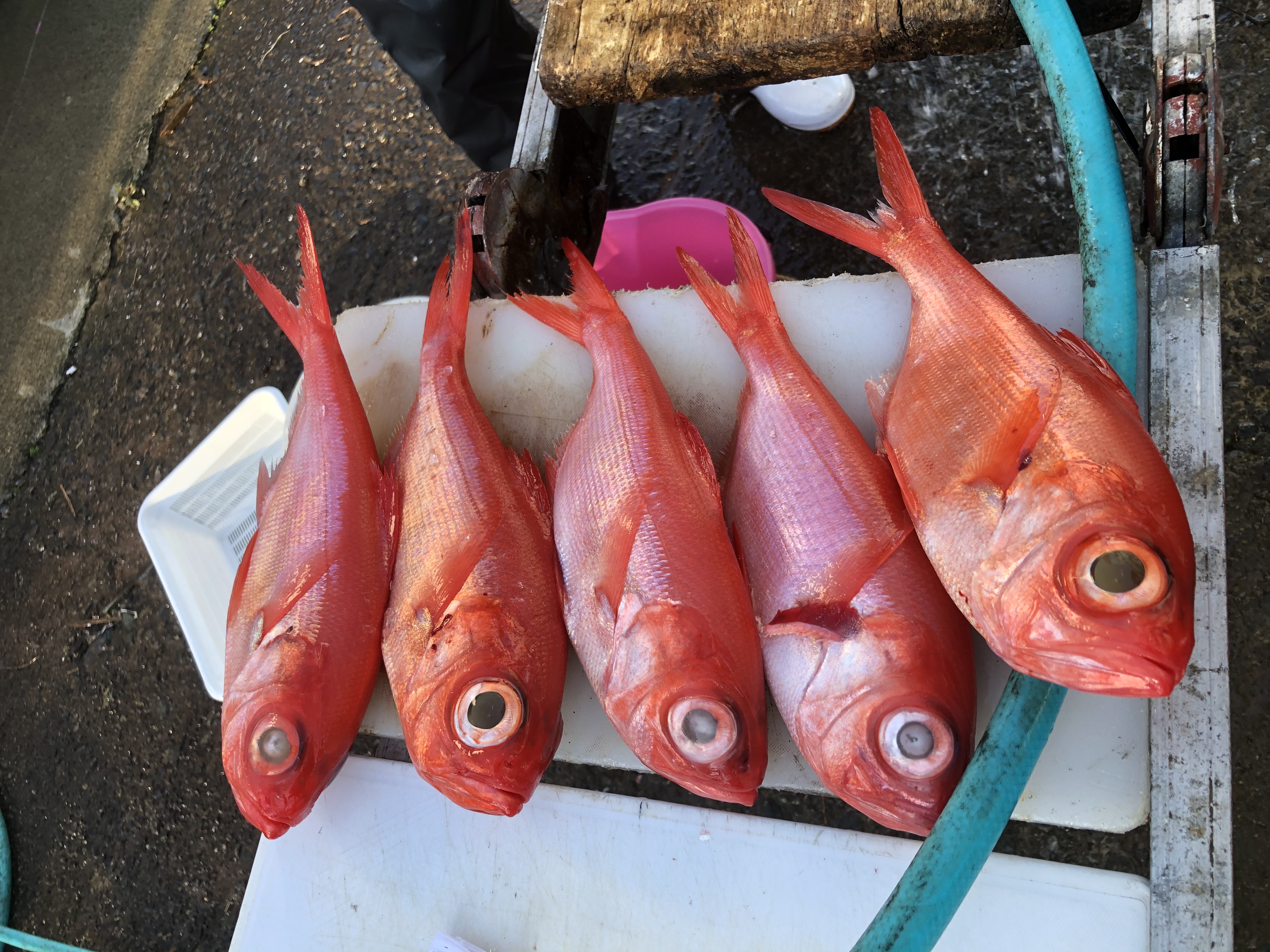 海のボート釣り　オーナー様釣果