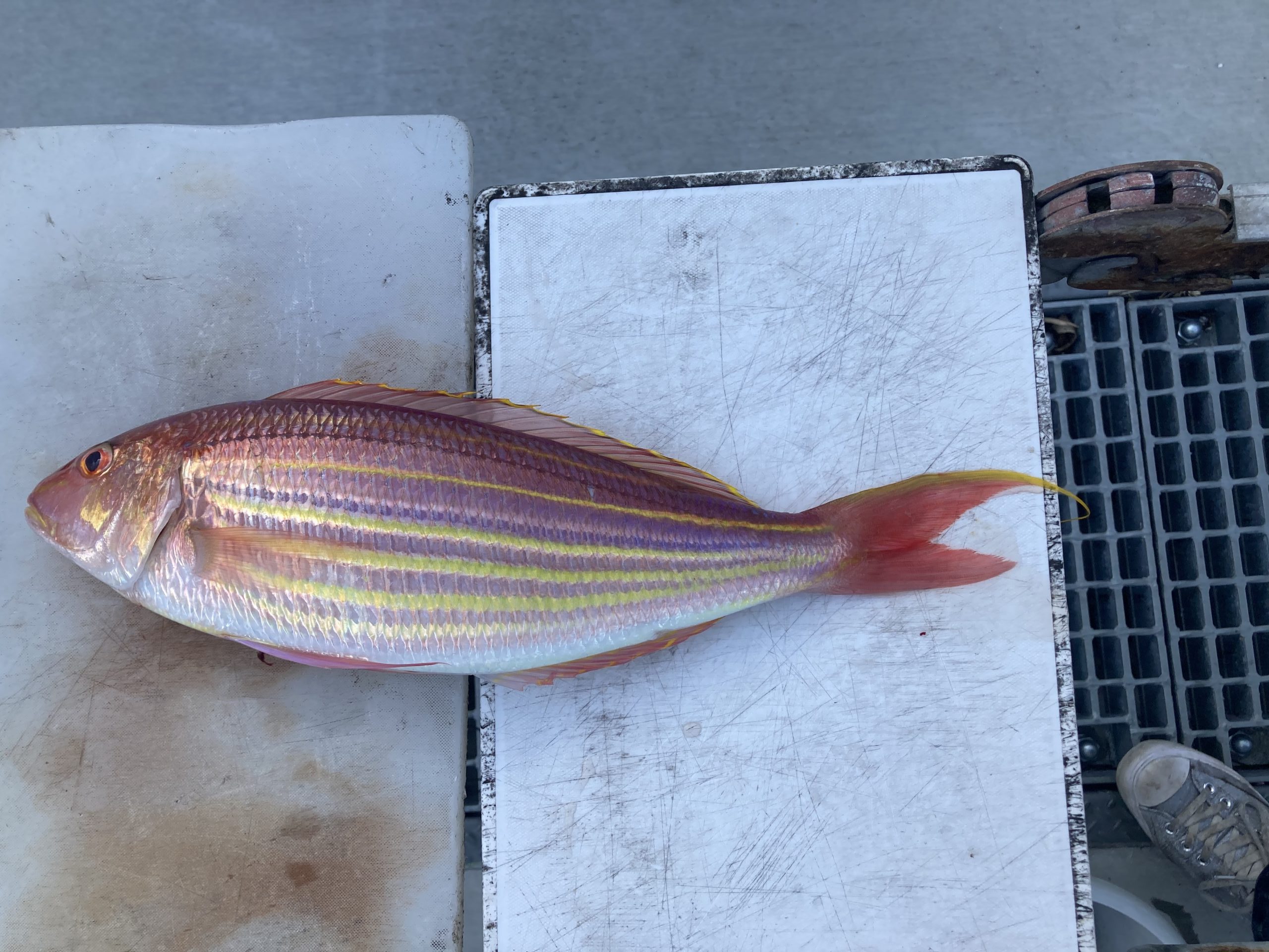 海のボート釣り　オーナー様釣果