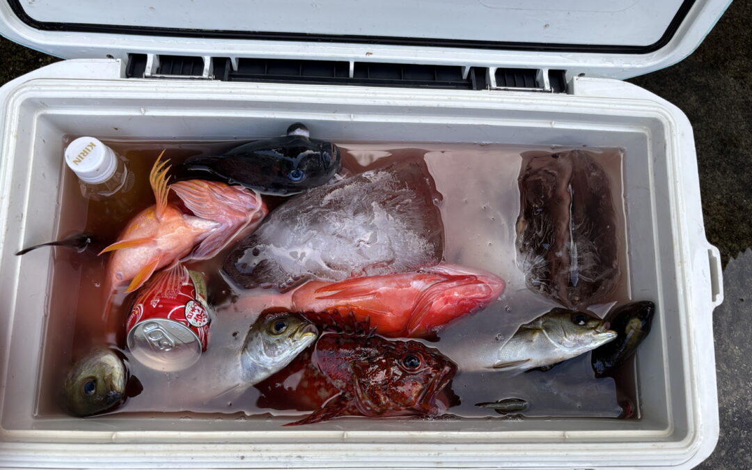海のボート釣り　オーナー様釣果