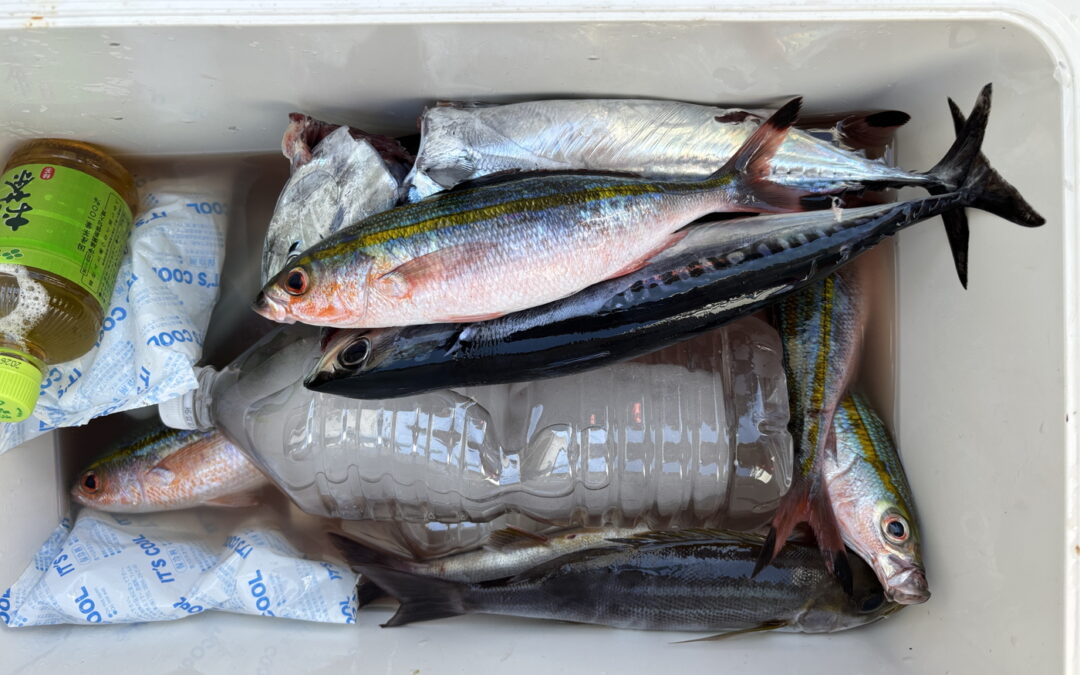 海のボート釣り　オーナー様釣果　