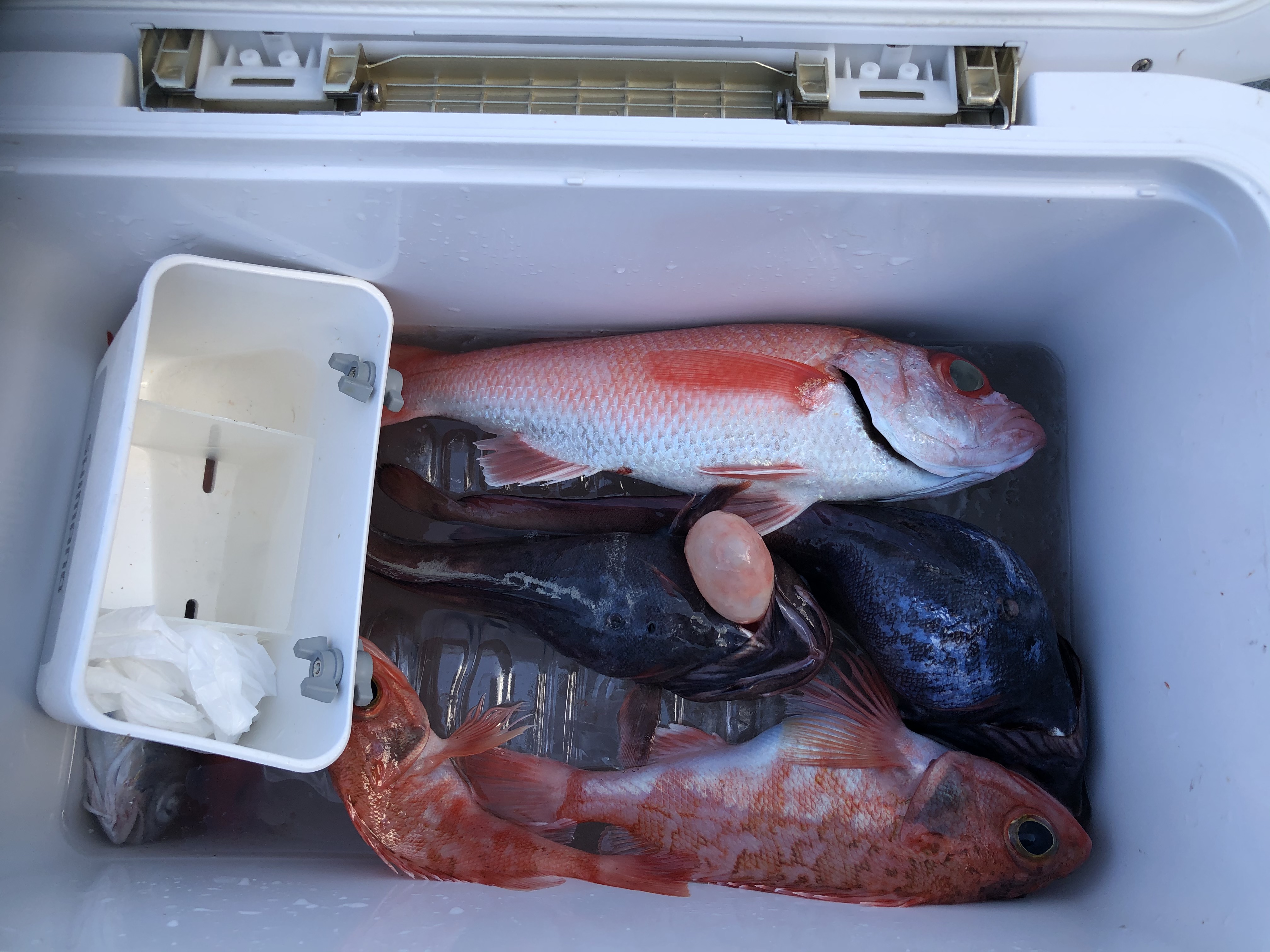 海のボート釣り　オーナー様釣果