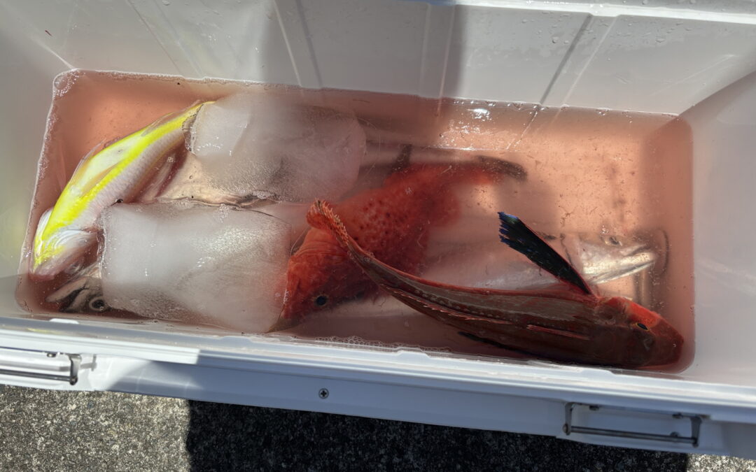 海のボート釣り　オーナー様釣果