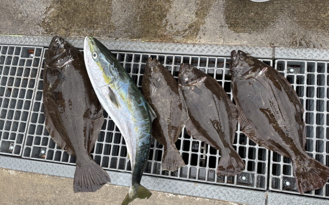 海のボート釣り　オーナー様釣果