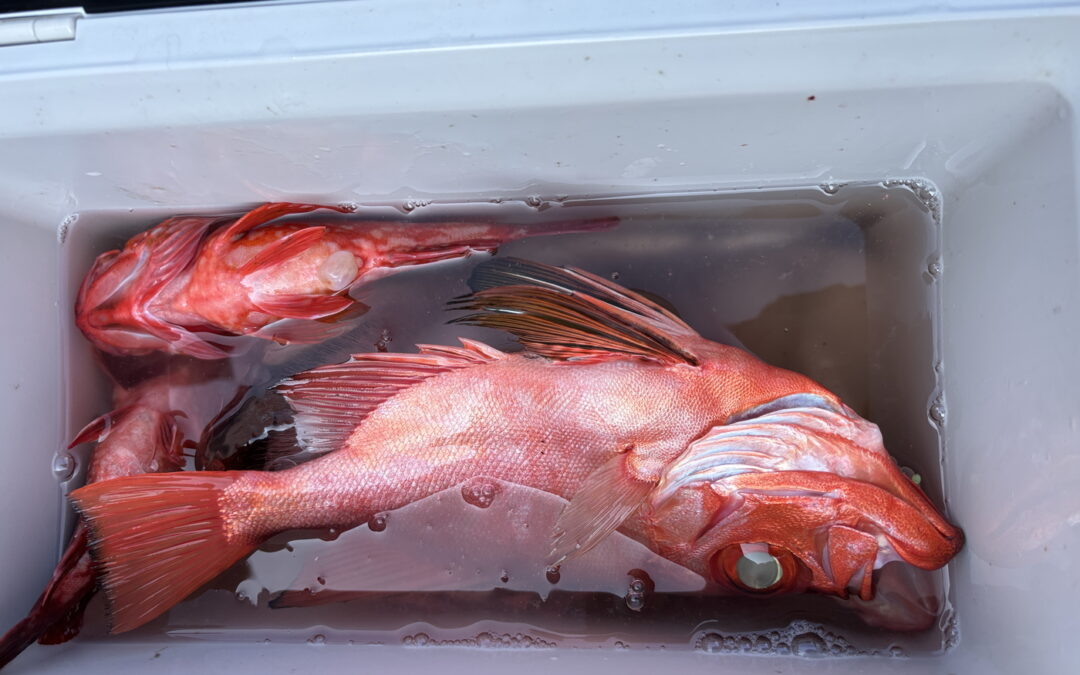 海のボート釣り　オーナー様釣果