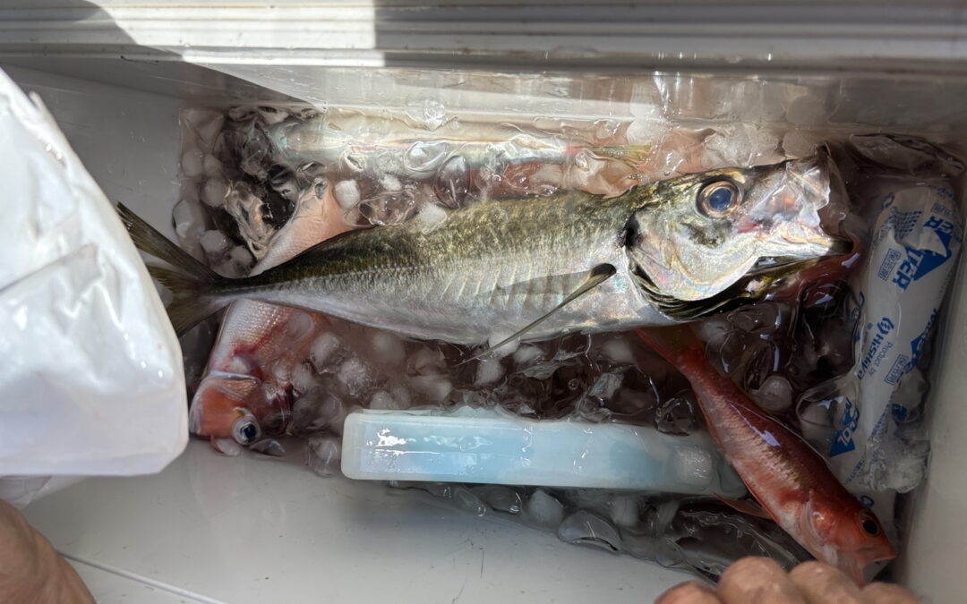 海のボート釣り　オーナー様釣果