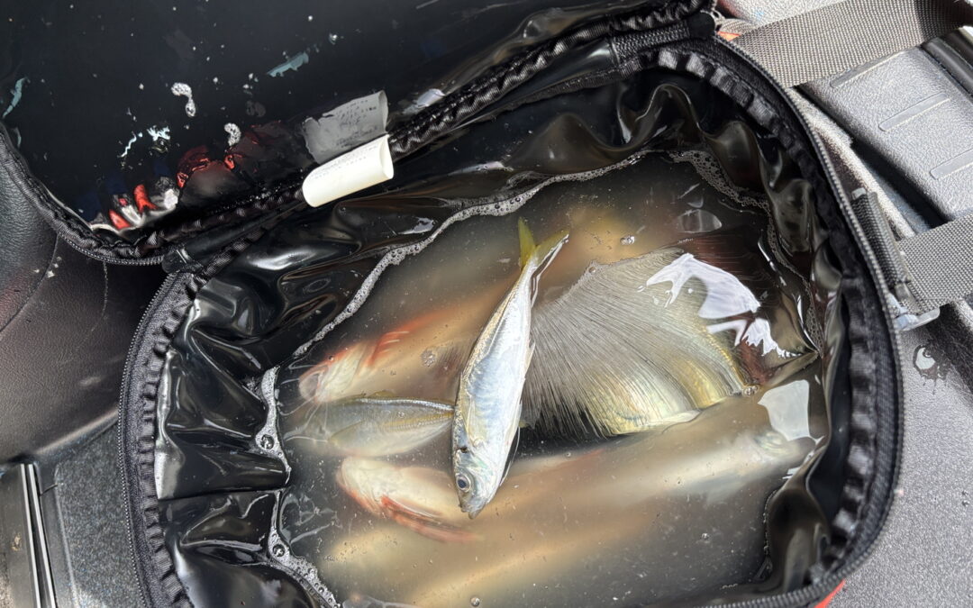 海のボート釣り　オーナー様釣果