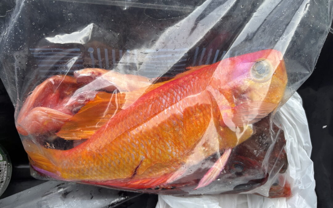 海のボート釣り　オーナー様釣果