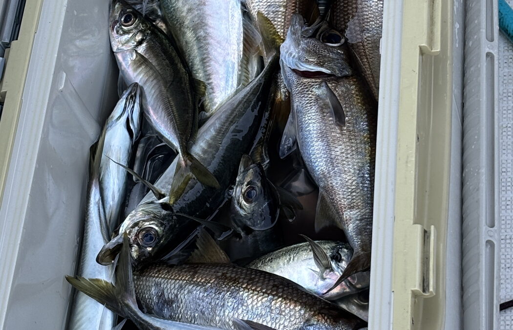 海のボート釣り　オーナー様釣果