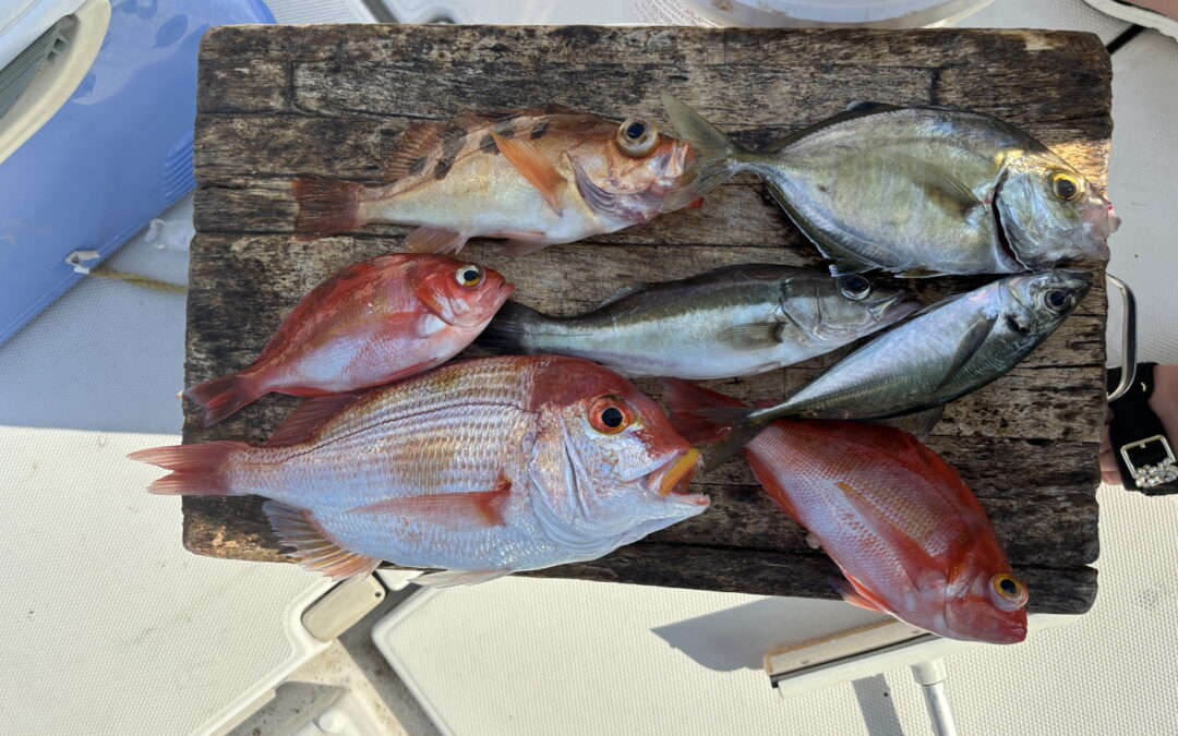 海のボート釣り　オーナー様釣果