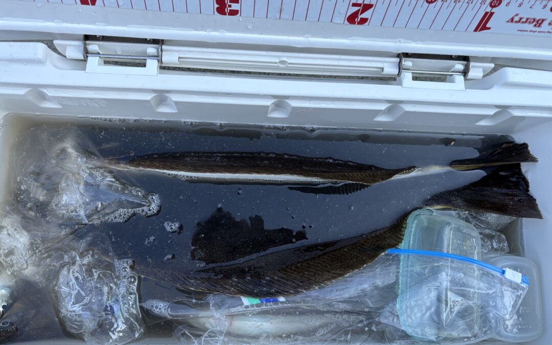 海のボート釣り　オーナー様釣果