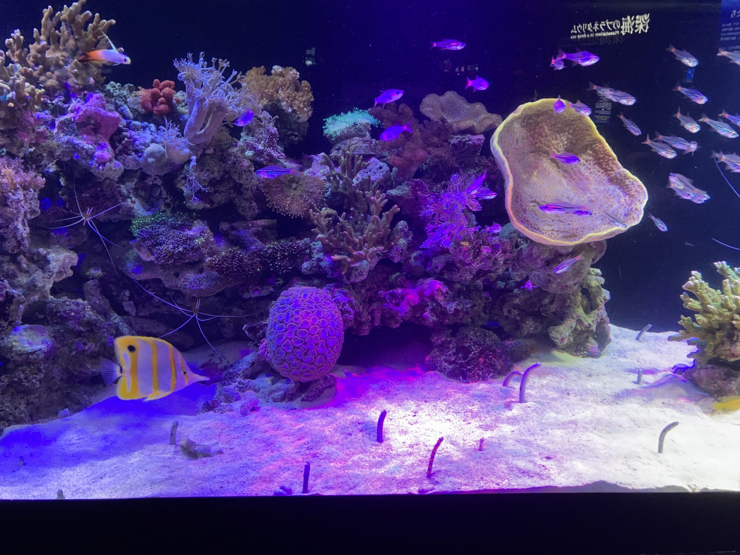 沼津港深海水族館