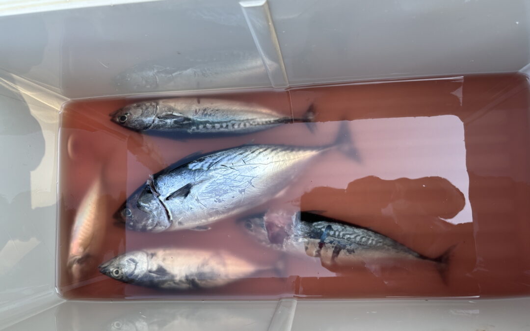 海のボート釣り　オーナー様釣果