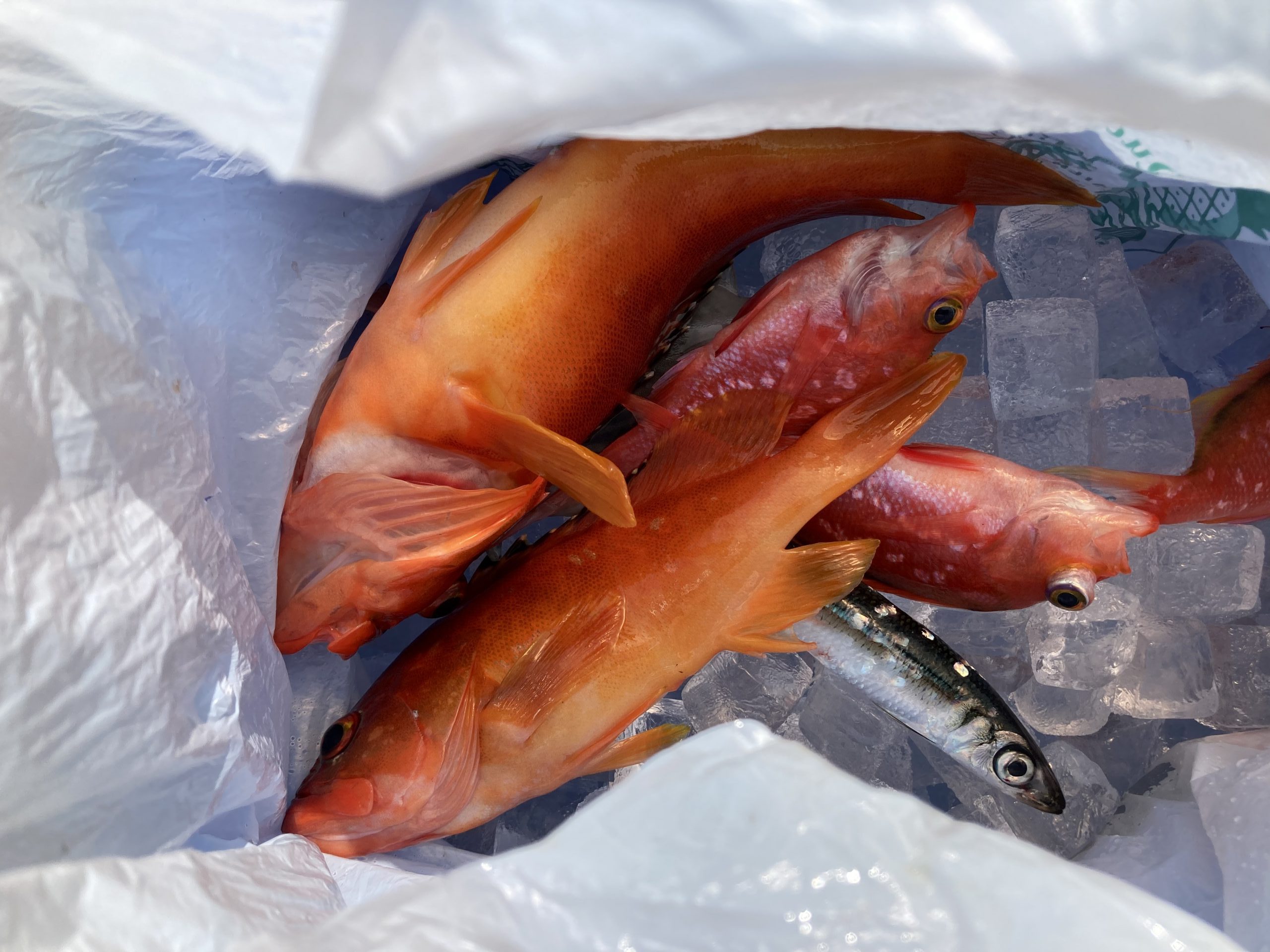 海のボート釣り　オーナー様釣果