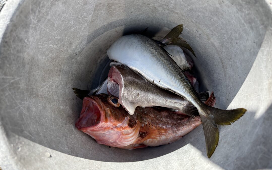 海のボート釣り　オーナー様釣果