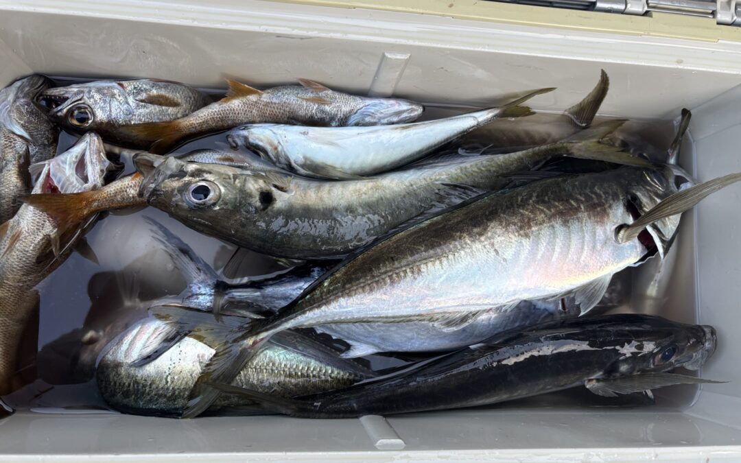 海のボート釣り　オーナー様釣果