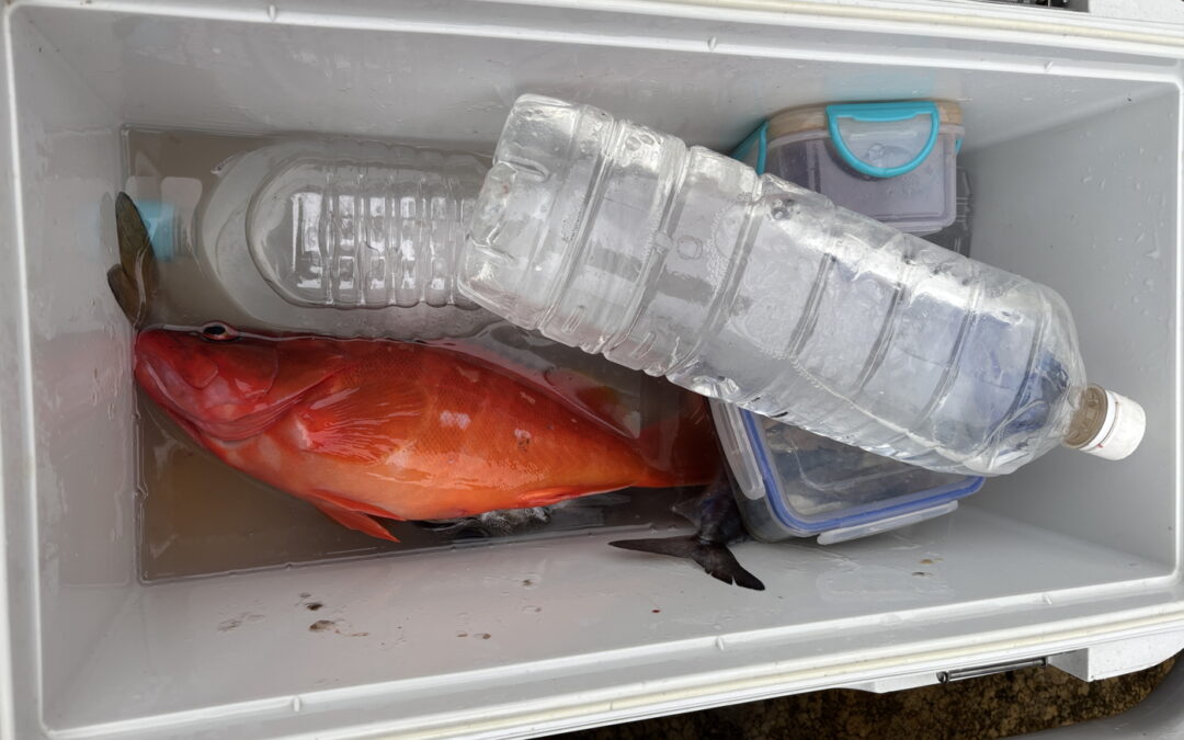 海のボート釣り　オーナー様釣果