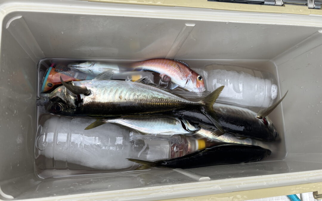 海のボート釣り　オーナー様釣果