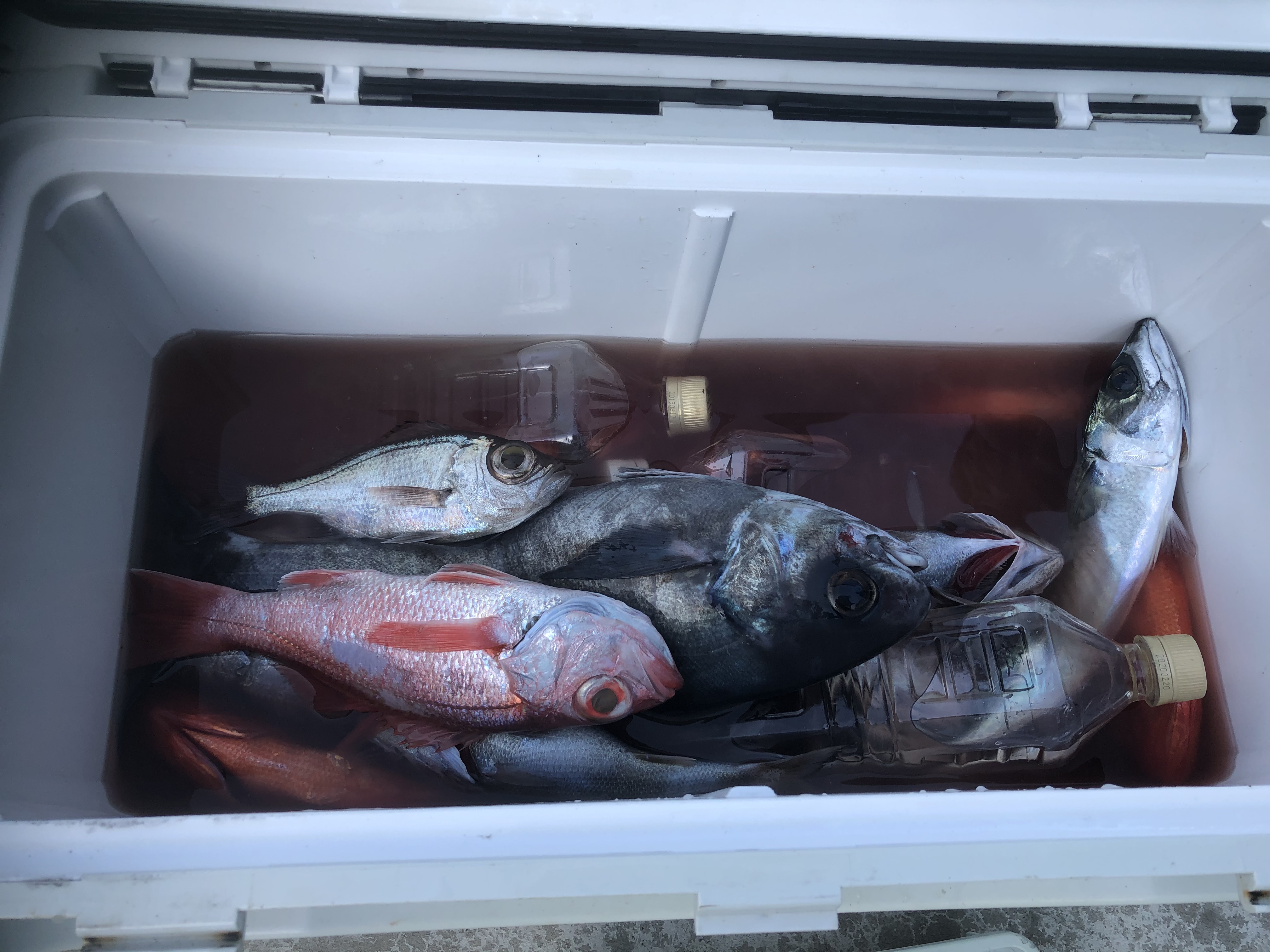 海のボート釣り　オーナー様釣果