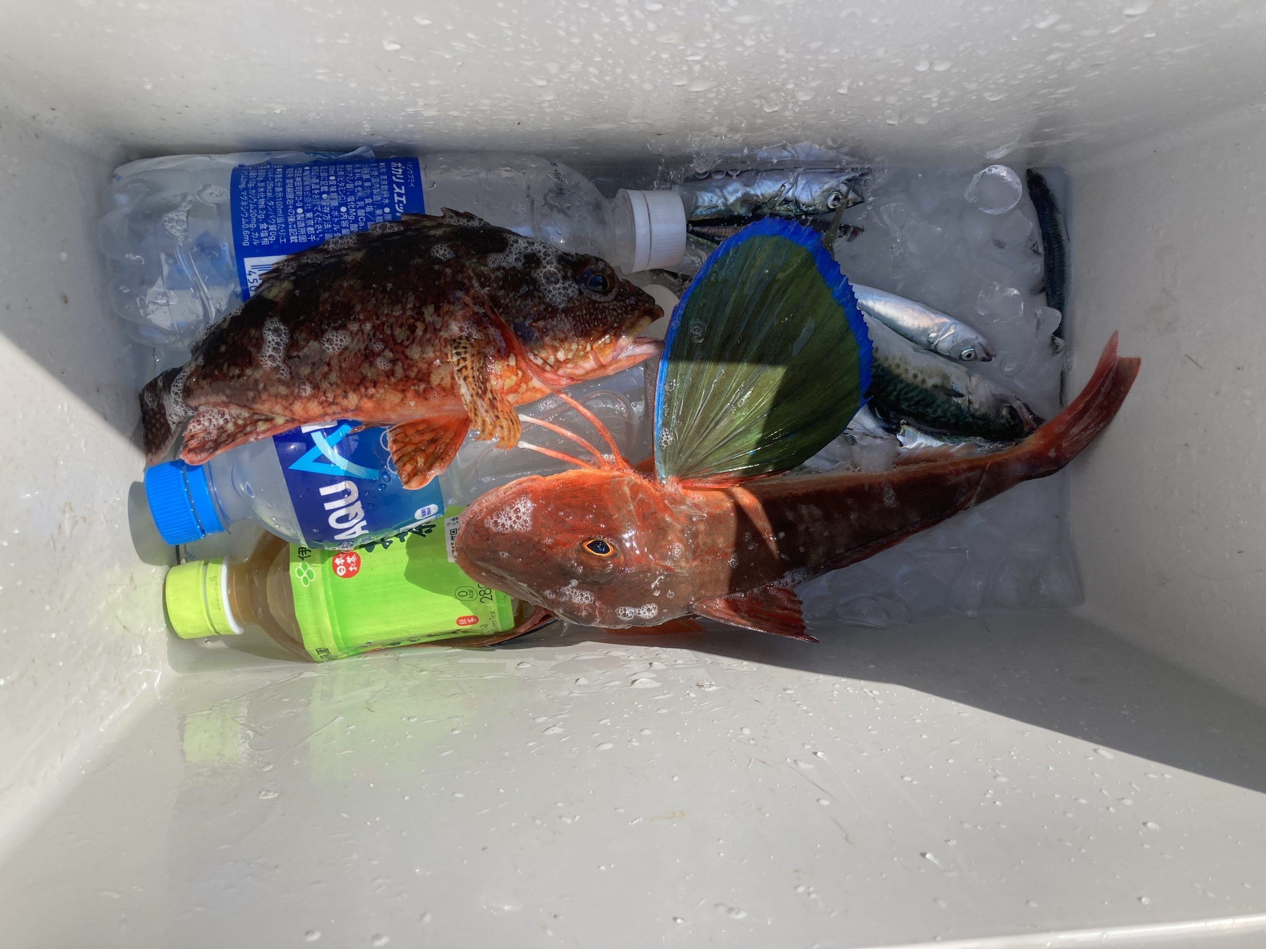 海のボート釣り　オーナー様釣果