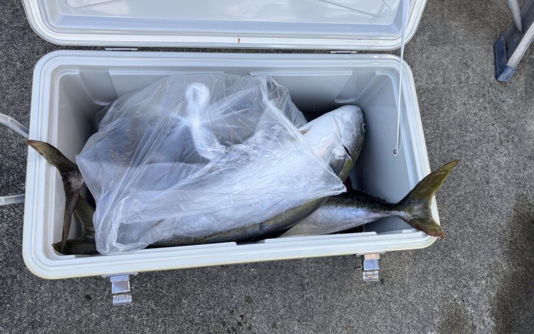 海のボート釣り　オーナー様釣果