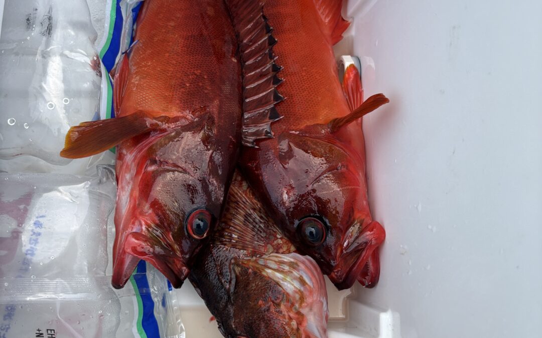 海のボート釣り　オーナー様釣果