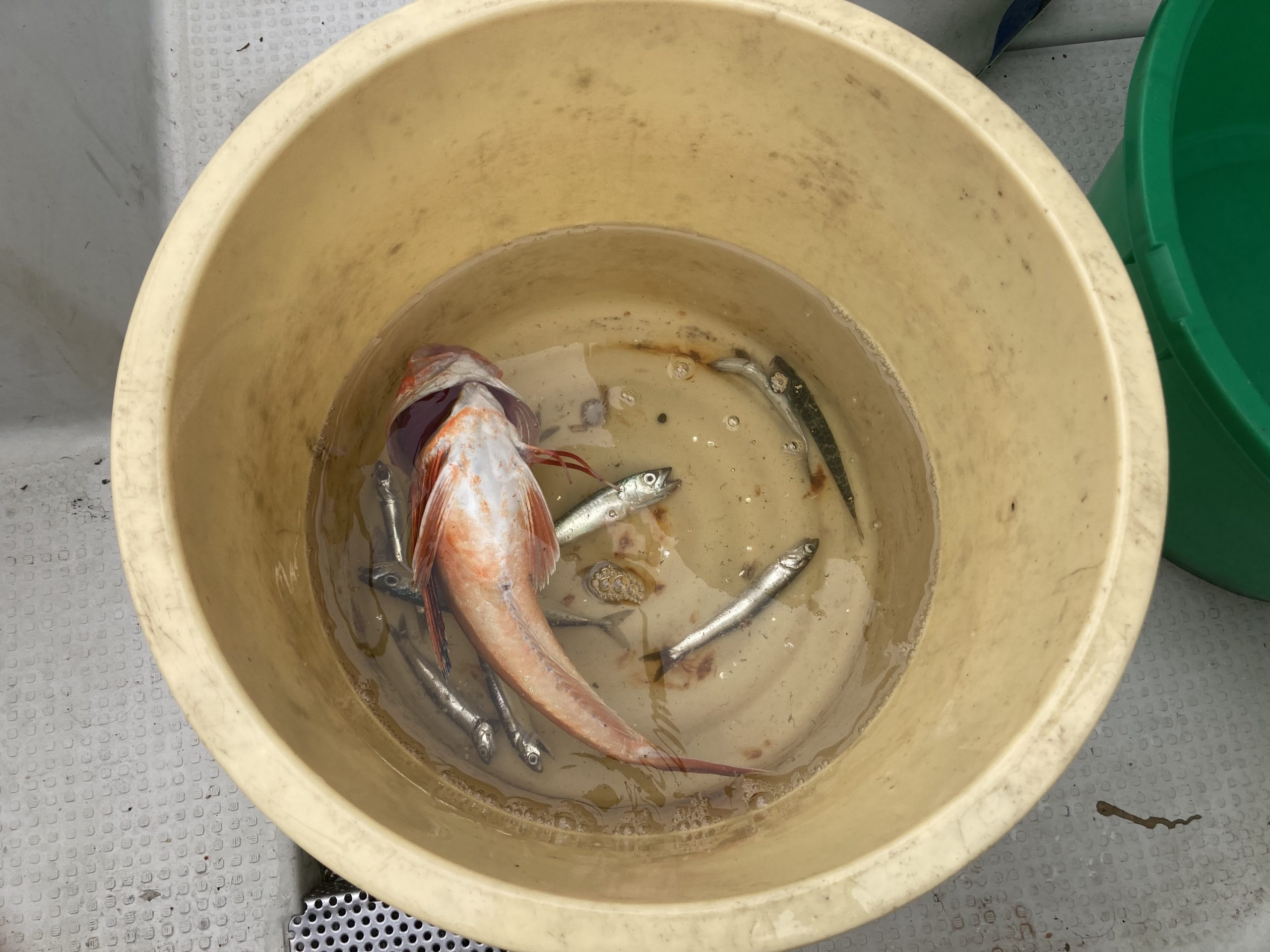 海のボート釣り　オーナー様釣果