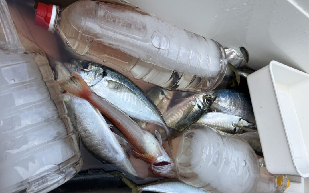 海のボート釣り　オーナー様釣果