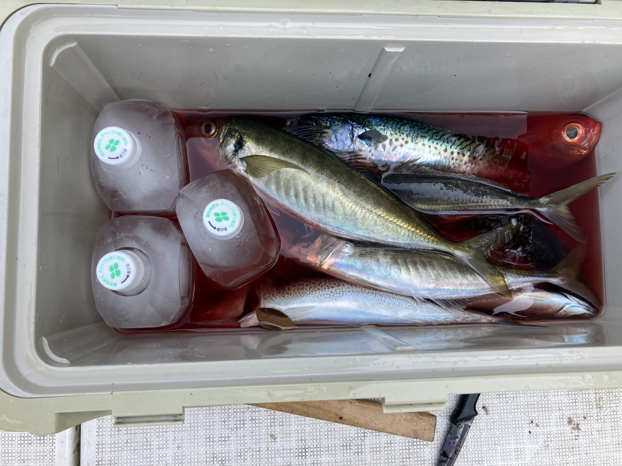 海のボート釣り　オーナー様釣果