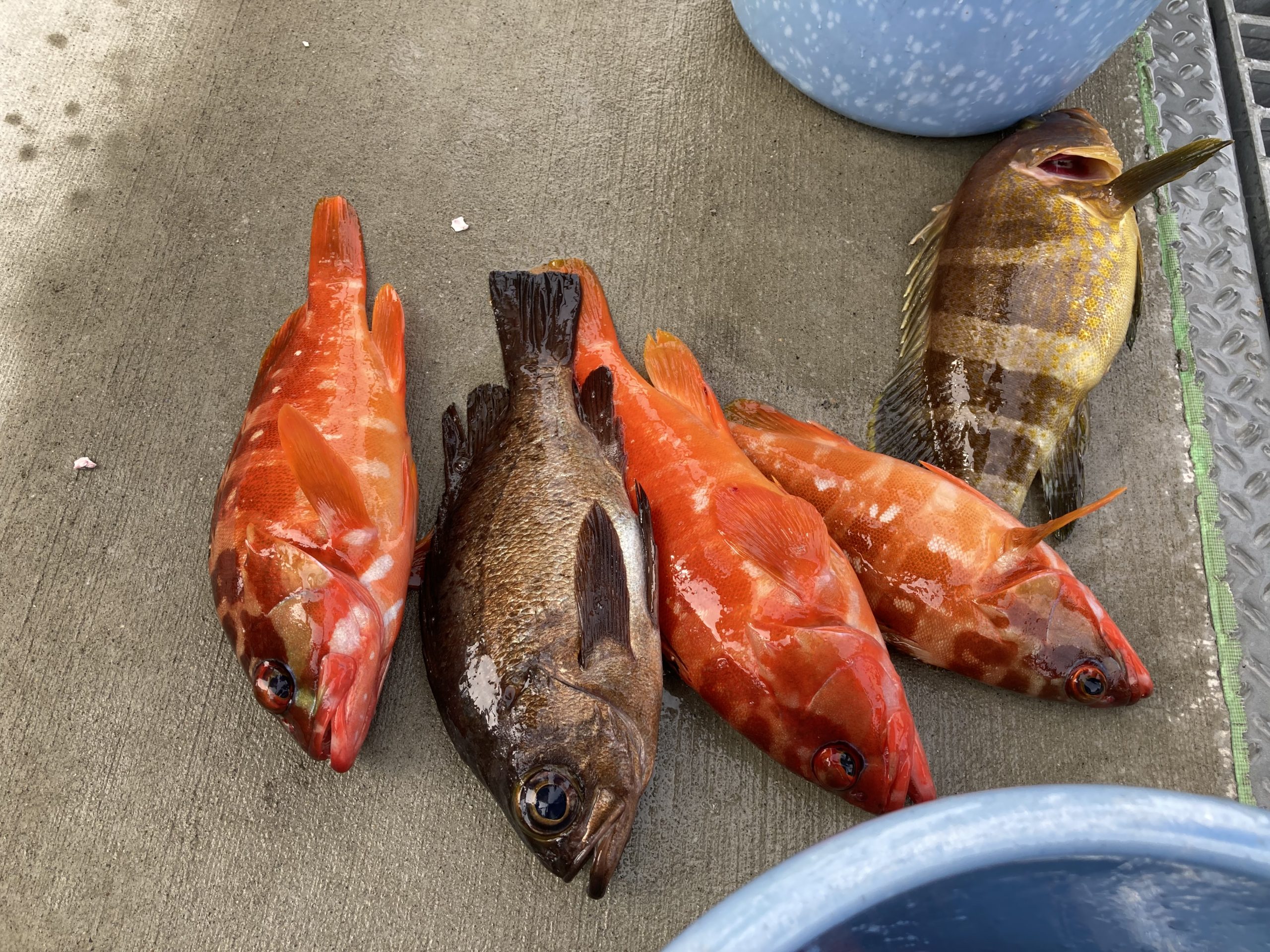 海のボート釣り　オーナー様釣果