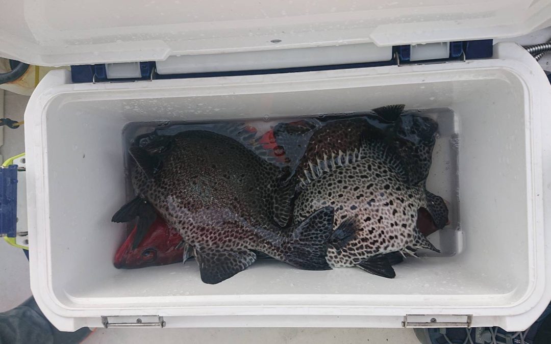 海のボート釣り　オーナー様釣果