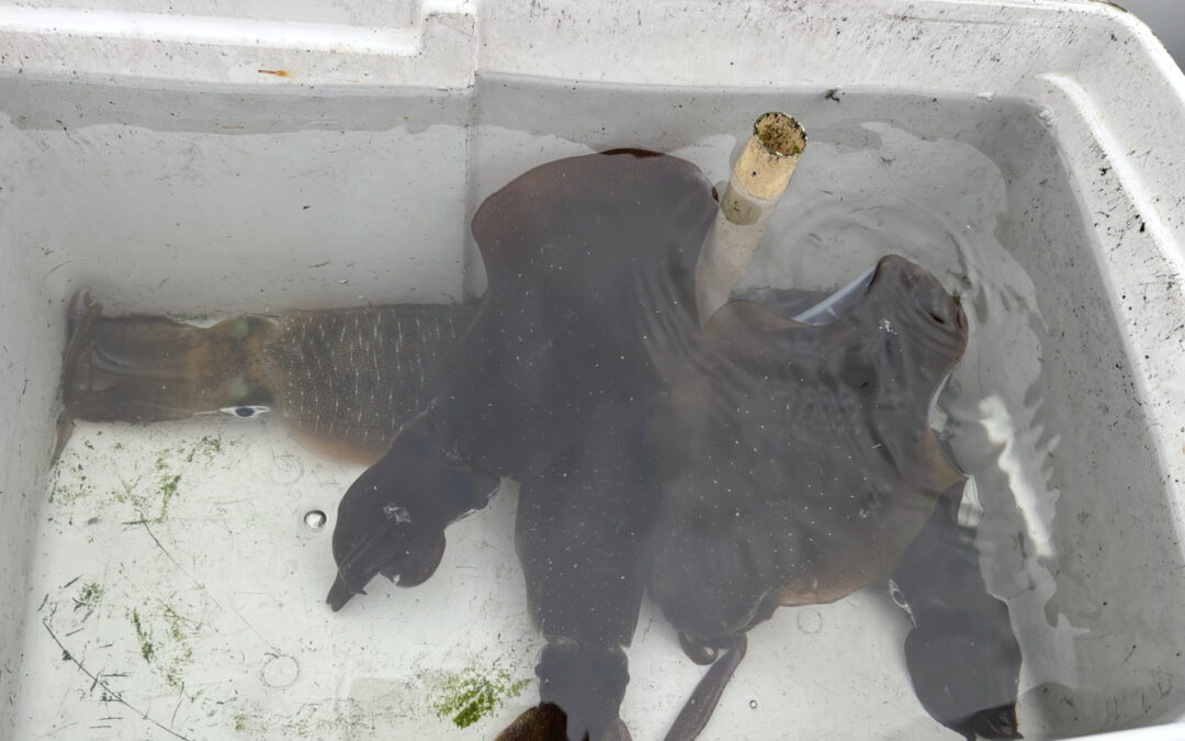 海のボート釣り　オーナー様釣果