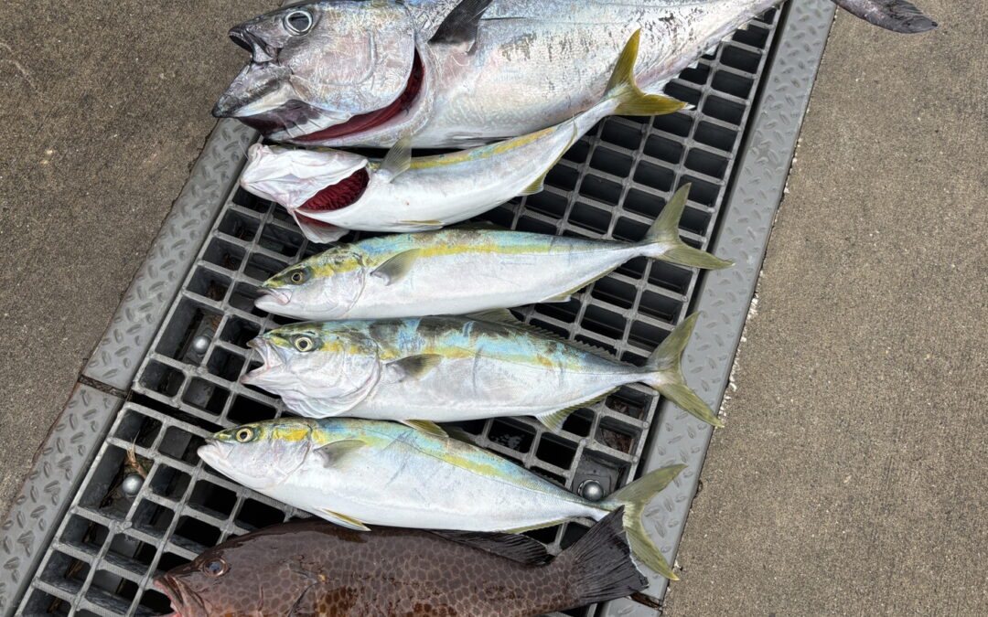 海のボート釣り　オーナー様釣果