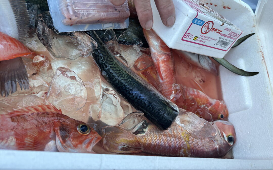 海のボート釣り オーナー様釣果