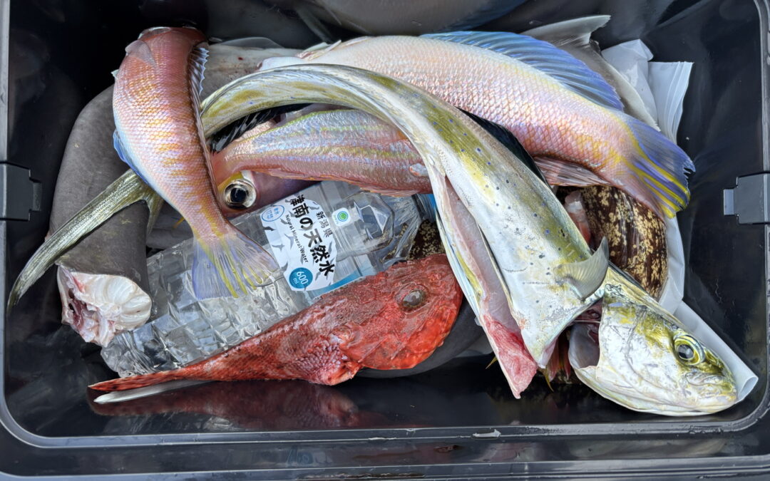海のボート釣り【意外と美味しい】オーナー様釣果
